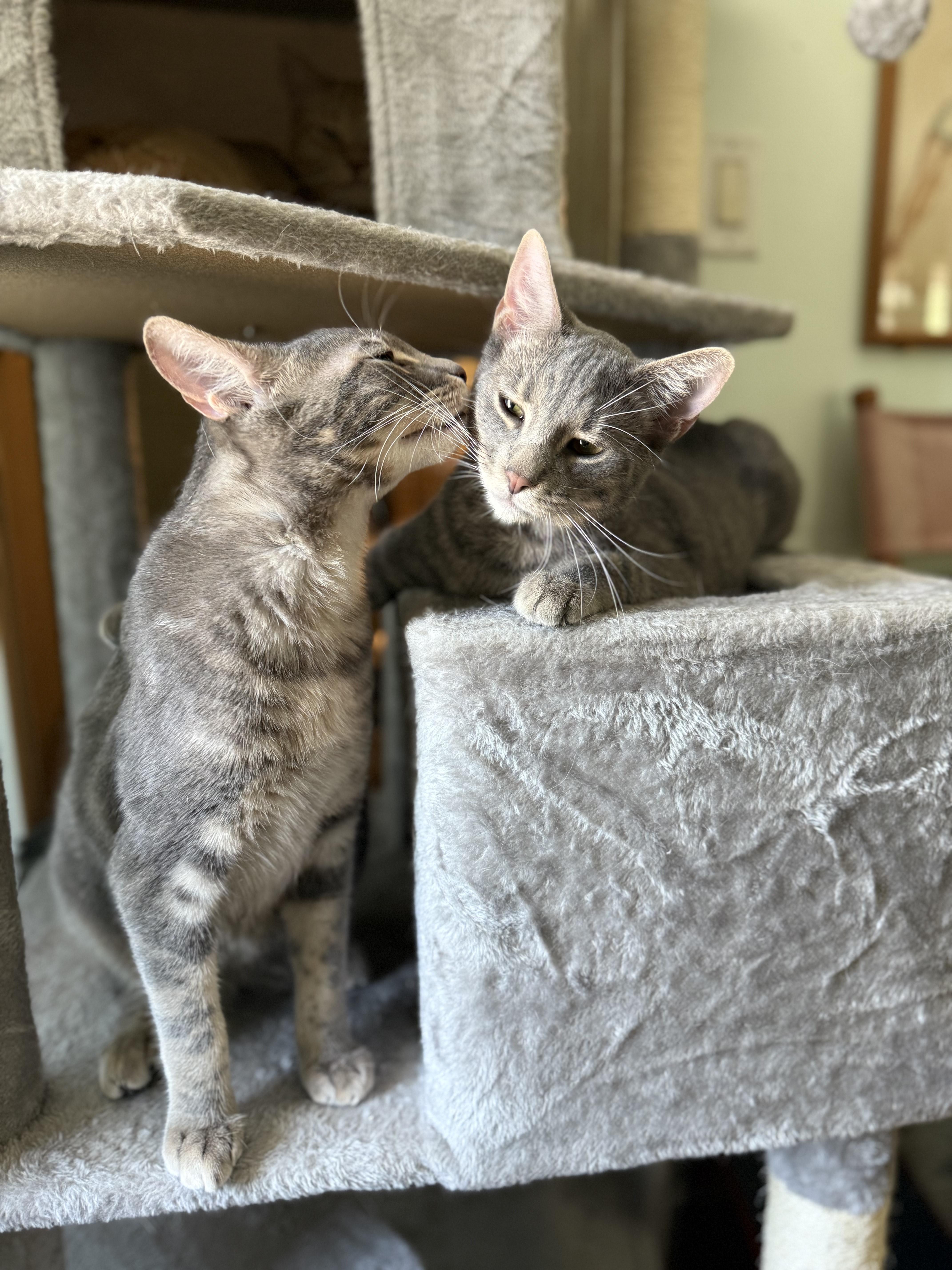 Manchas Grises "cha Cha"