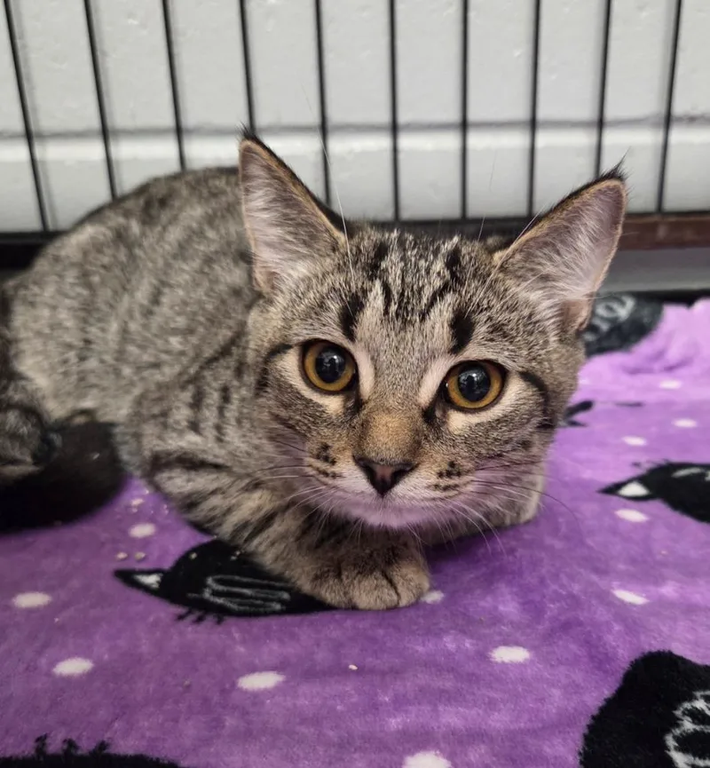 A baby small-sized female Domestic Short Hair cat named Kinley for adoption in Muskegon, MI