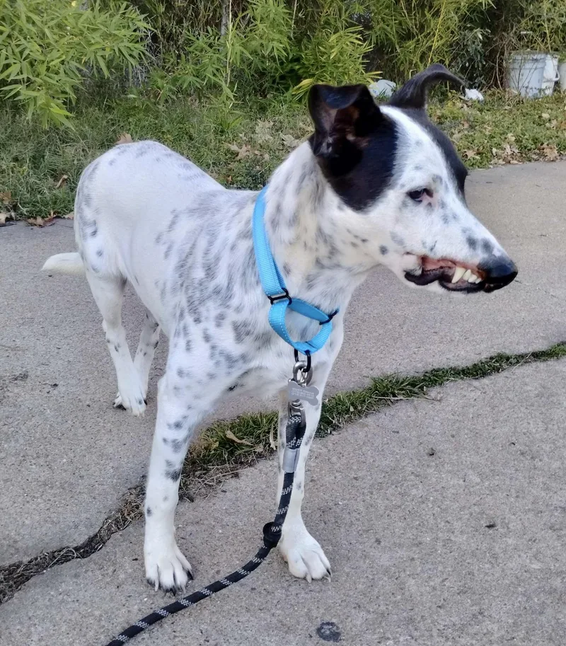 Checkers thumbnail 2