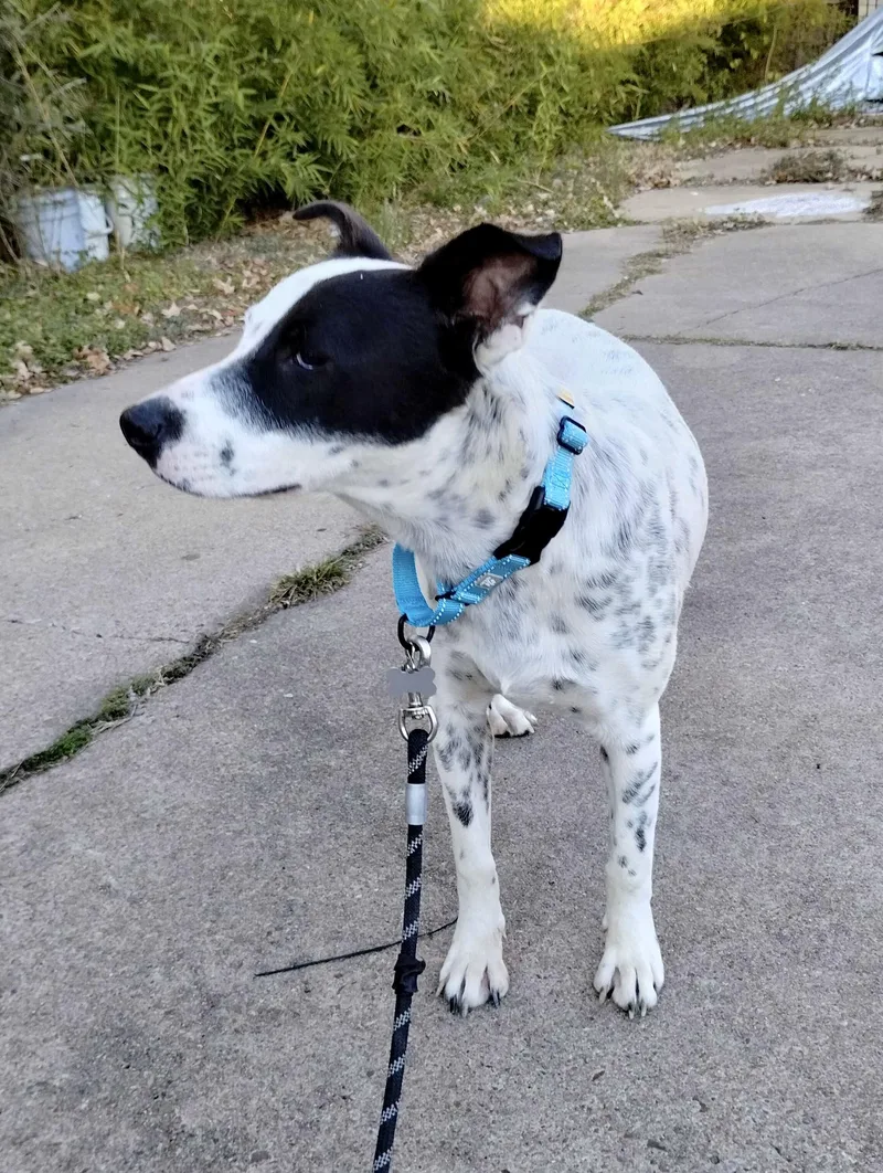 Checkers thumbnail 4