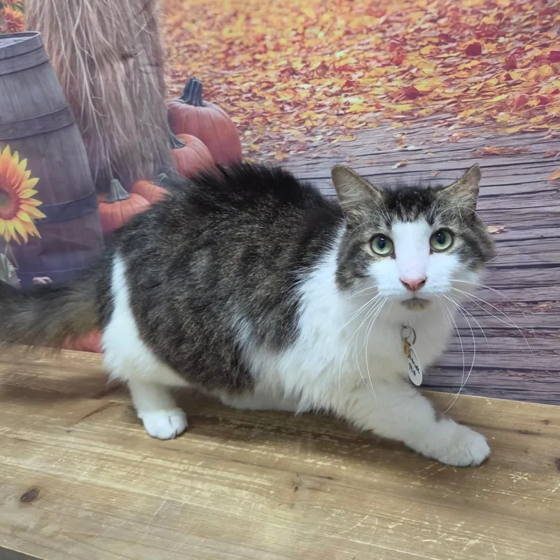 An adult large-sized female Domestic Long Hair cat named Gertrude for adoption in Normal, IL