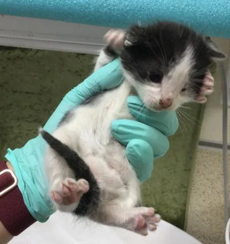 A baby small-sized male Domestic Short Hair cat named Peanut for adoption in Riverside, CA