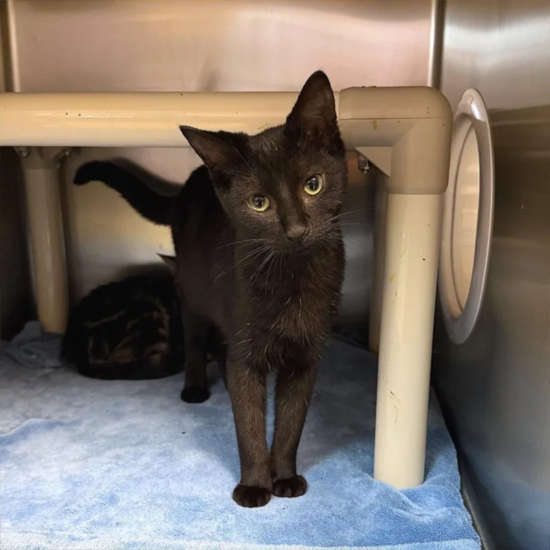 A baby small-sized female Domestic Short Hair cat named Jolene for adoption in Windsor, VA