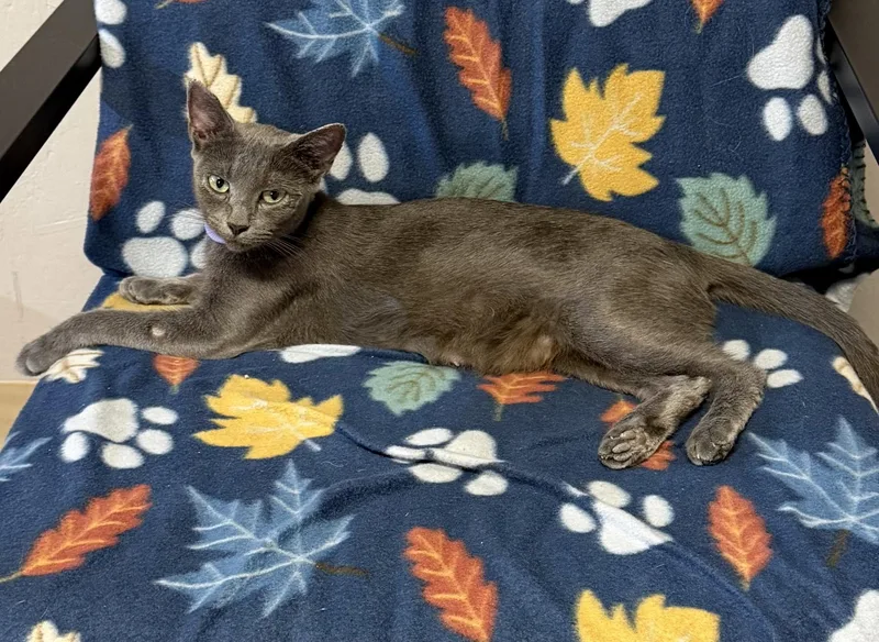 An adult medium-sized female Russian Blue cat named Sylvia for adoption in Grove, OK