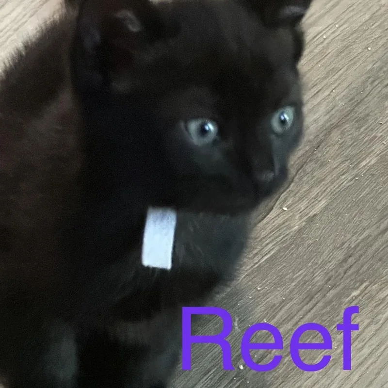 A baby small-sized female Domestic Short Hair cat named Reef for adoption in Cumming, GA