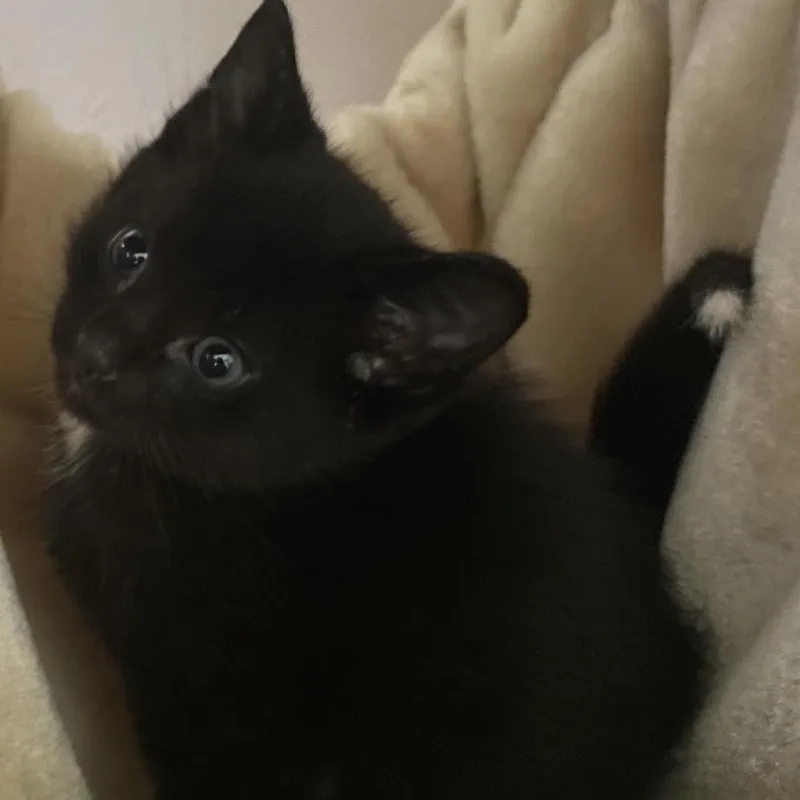 Brooklyn C thumbnail 2