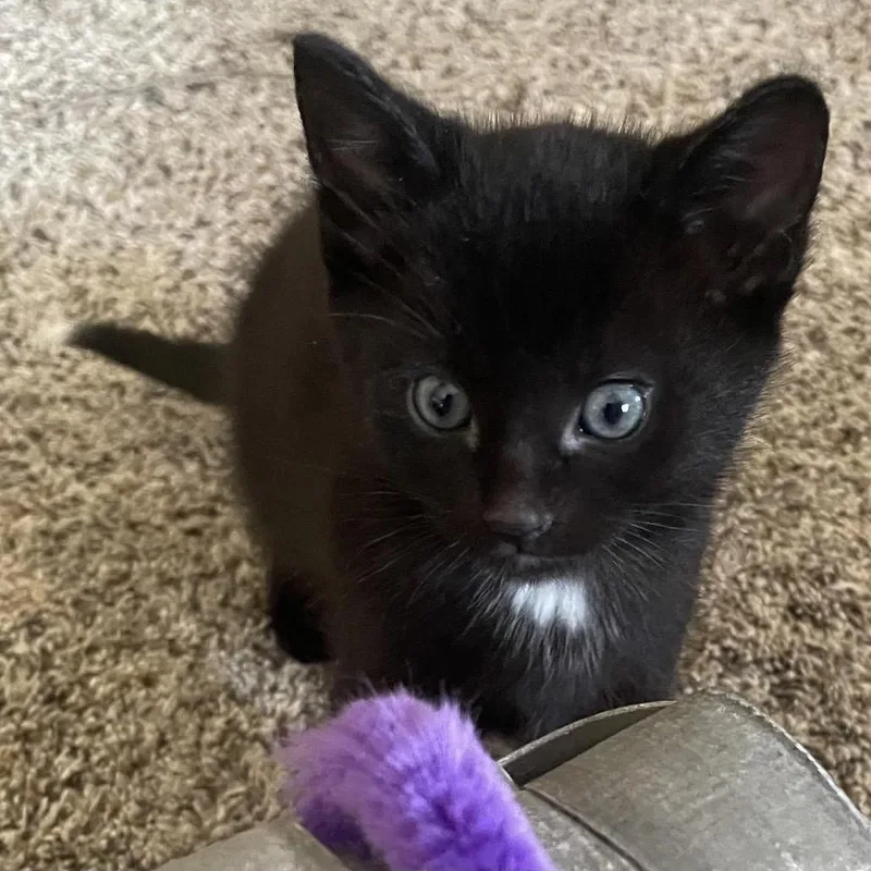 Brooklyn C thumbnail 3