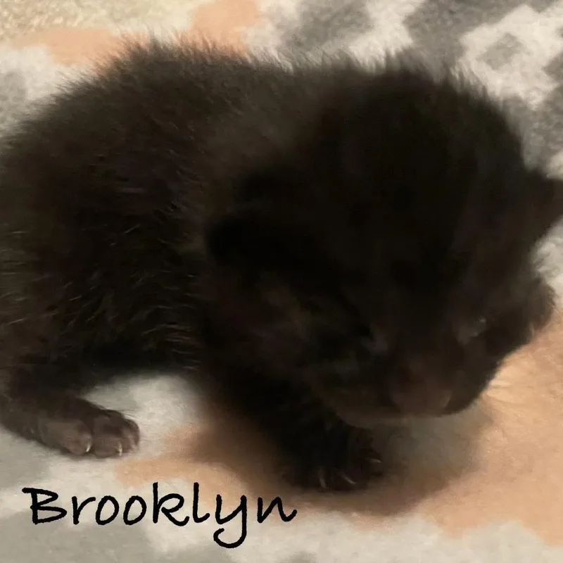 Brooklyn C thumbnail 4