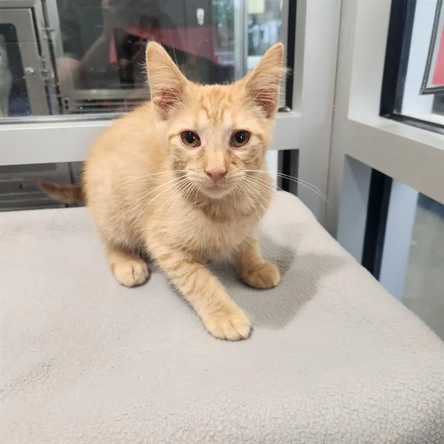 A baby small-sized male Domestic Short Hair cat named Tangerine for adoption in Kalamazoo, MI