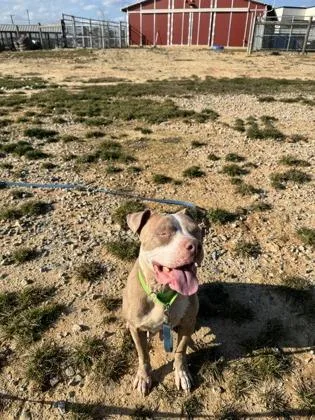 An adult large-sized female Pit Bull Terrier dog named Muses for adoption in Atlanta, GA