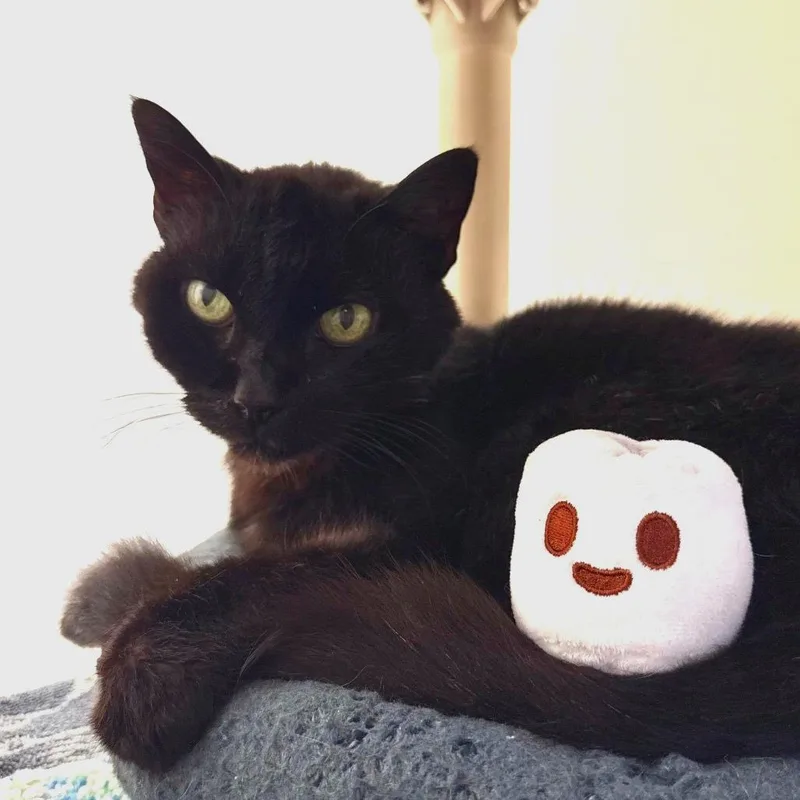 A senior medium-sized male Black Domestic Short Hair cat named Mister Kisses for adoption in Harrisonburg, VA
