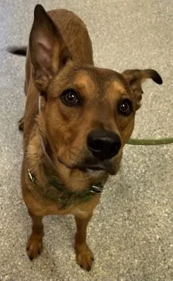 An adult large-sized male Shepherd dog named Fortune for adoption in Kansas City, MO