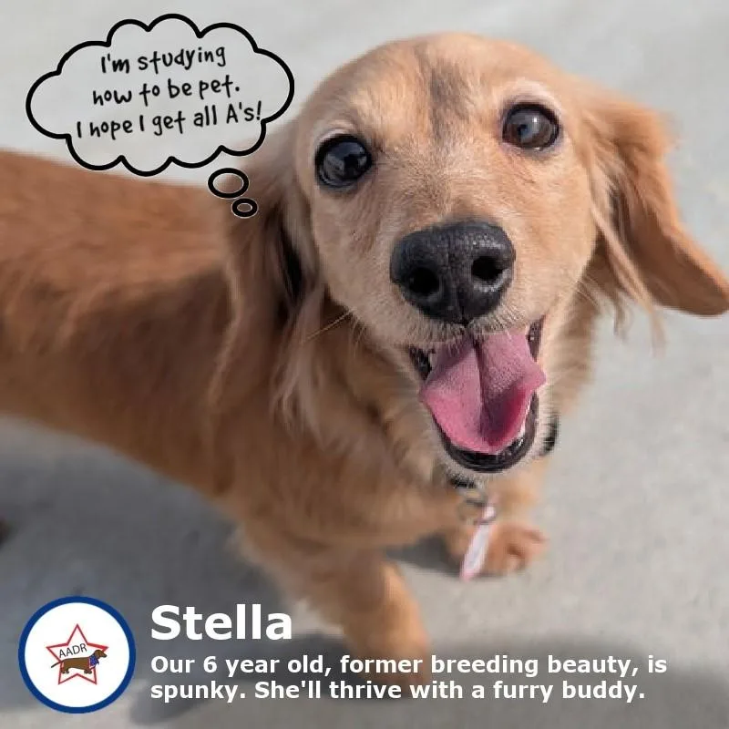 An adult small-sized female White / Cream Dachshund dog named Stella In Tn for adoption in Shelbyville, TN