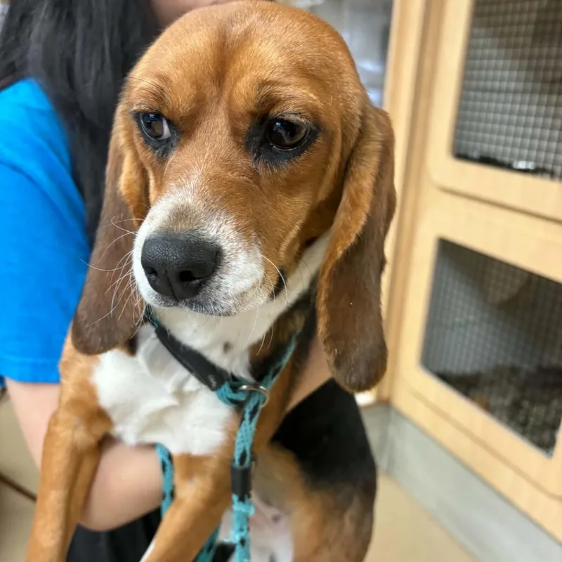A young small-sized female Beagle dog named Hazelnut  Chino Hills for adoption in Chino Hills, CA