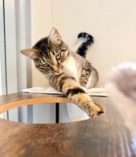 Daisy Mae thumbnail 2