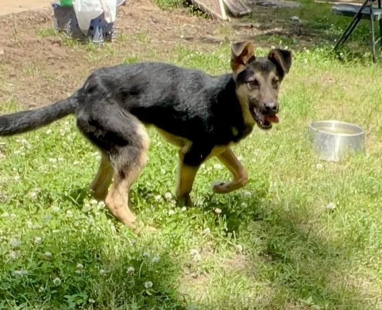 A young medium-sized male German Shepherd Dog dog named Zeus for adoption in Shreveport, LA