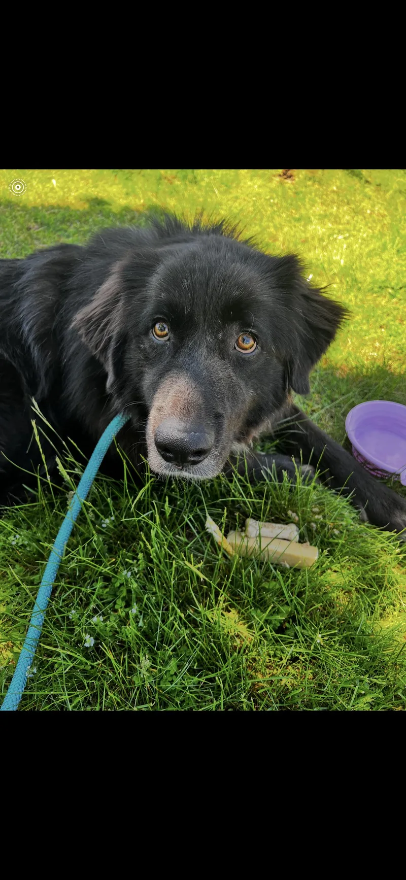 An adult large-sized female Newfoundland Dog dog named Molly for adoption in Saratoga Springs, NY