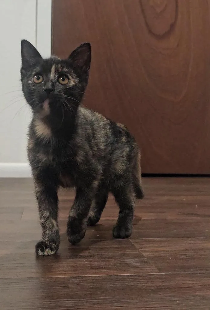 A baby small-sized female Domestic Short Hair cat named Squeaky for adoption in Grants Pass, OR