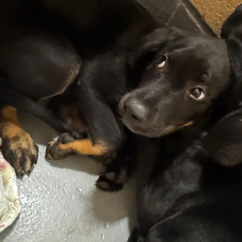 A young medium-sized male Black Mixed Breed dog named Bobble for adoption in Monroeville, AL