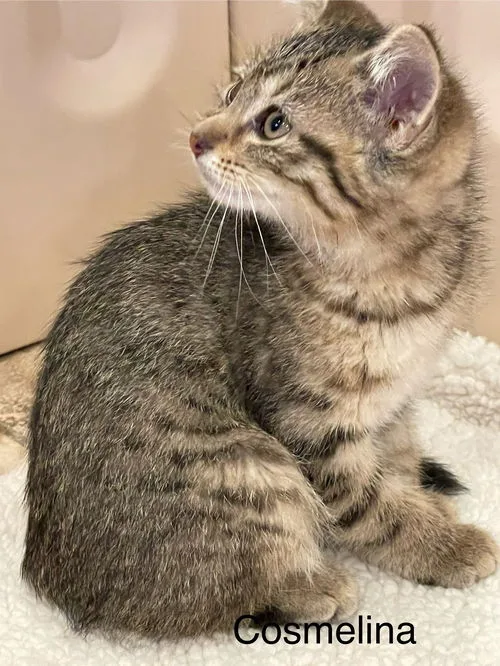 Cosmelina thumbnail 2