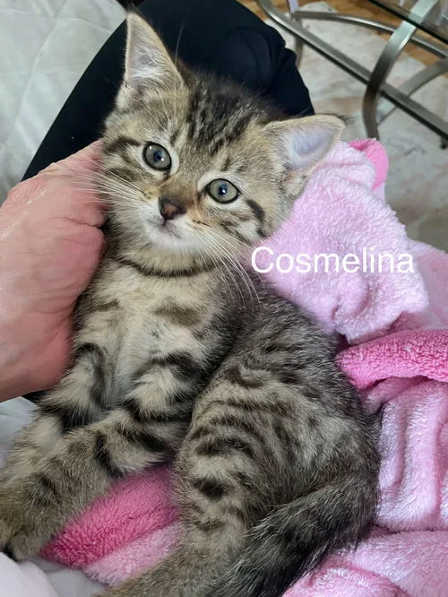 Cosmelina thumbnail 3