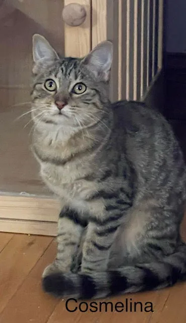 Cosmelina thumbnail 4