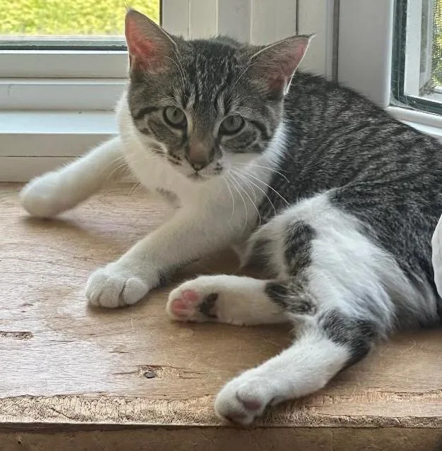 A baby medium-sized female Tabby cat named Windsley for adoption in Kirkwood, DE