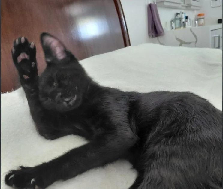 A baby medium-sized male Domestic Short Hair cat named Shiloh for adoption in San Pedro, CA