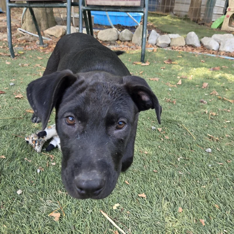 A baby medium-sized male Australian Cattle Dog / Blue Heeler dog named Seal Success for adoption in Andover, MA