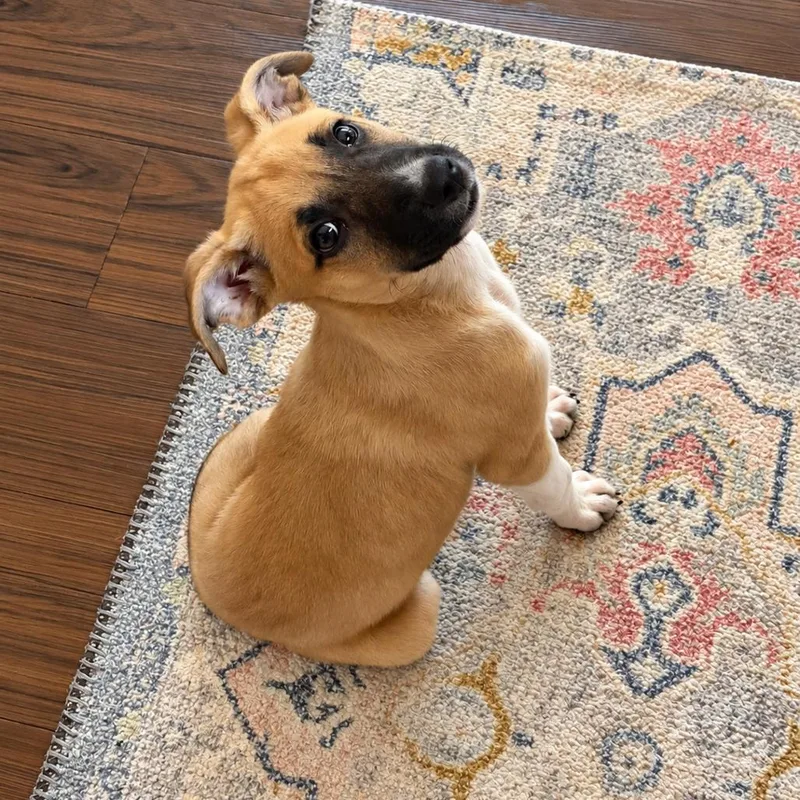 A baby medium-sized male Yellow / Tan / Blond / Fawn Shepherd dog named Gizmo for adoption in Griswold, CT