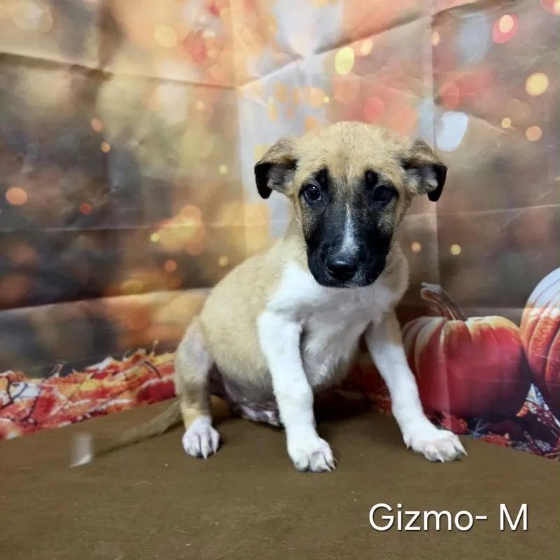 Gizmo thumbnail 2