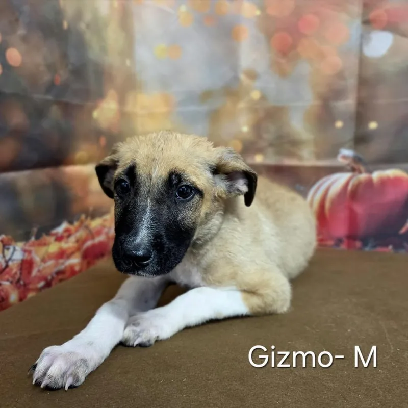 Gizmo thumbnail 3