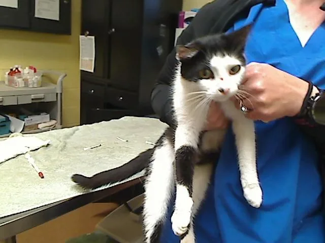 A young medium-sized female Domestic Short Hair cat named Myia for adoption in Cookeville, TN