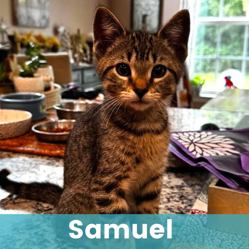 Samuel thumbnail 2