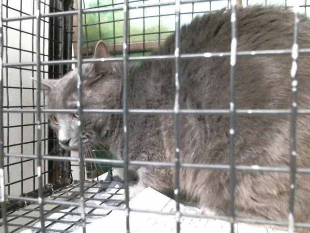 A young large-sized male Domestic Short Hair cat named Gregorio for adoption in Houston, TX