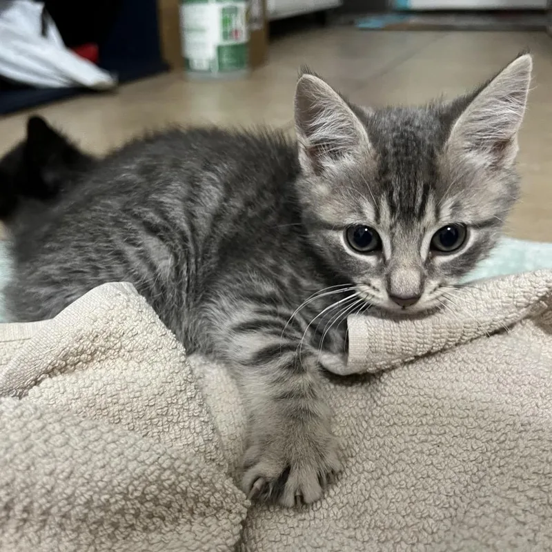 A baby small-sized male Gray / Blue / Silver Domestic Short Hair cat named Dumpling for adoption in Miami, FL