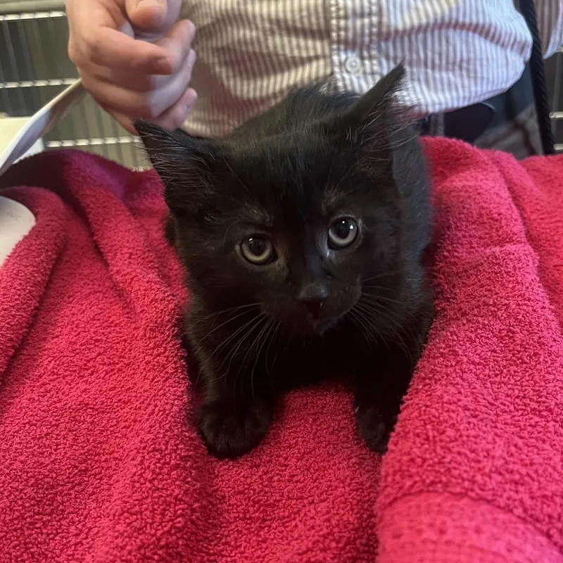 A baby small-sized male Black Domestic Short Hair cat named Kenya for adoption in Hinsdale, IL