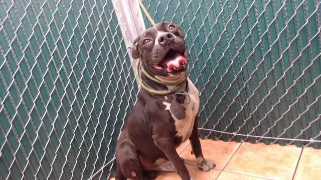 An adult large-sized male Pit Bull Terrier dog named Rocky for adoption in Downey, CA