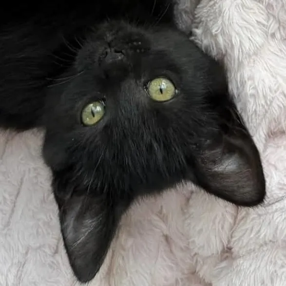 A baby medium-sized female Black Domestic Short Hair cat named Minnie for adoption in Eugene, OR