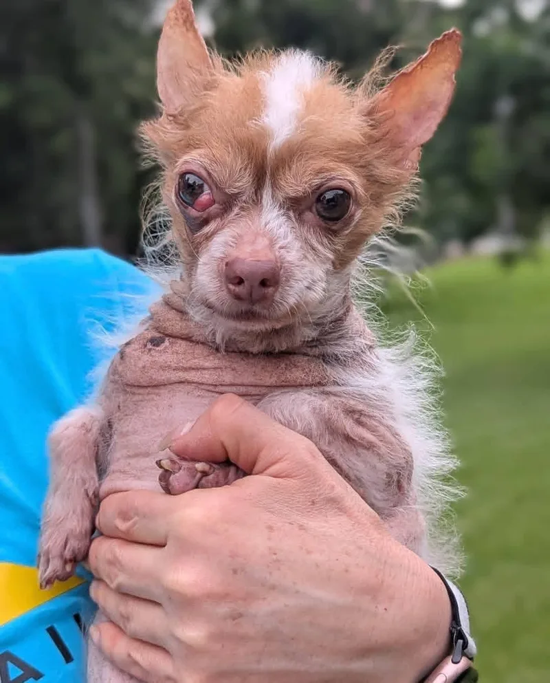 An adult small-sized male Chihuahua dog named Piccolo for adoption in Spring, TX