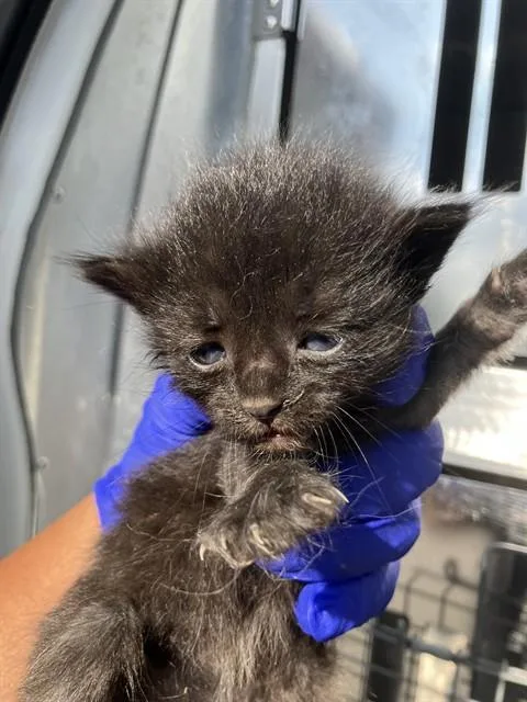 A baby small-sized male Domestic Short Hair cat named Ren for adoption in Dallas, TX