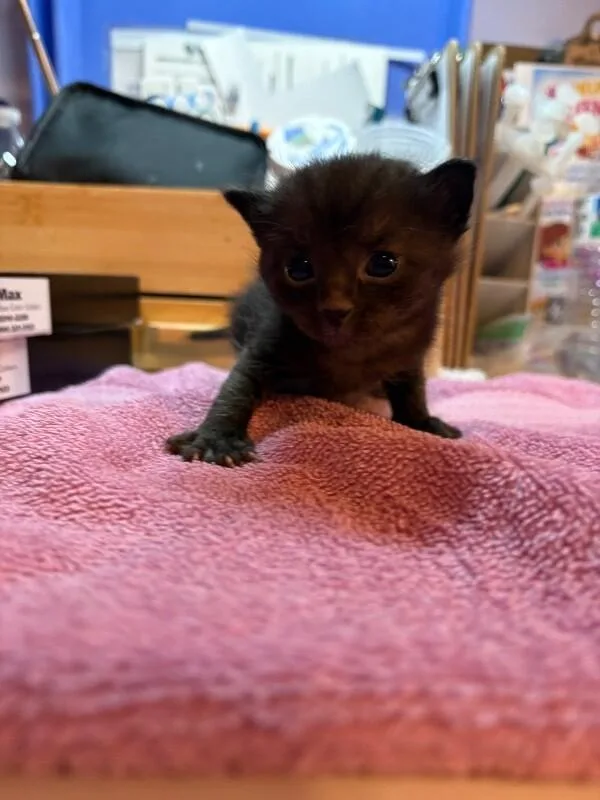 A baby medium-sized female Black Domestic Short Hair cat named Elara for adoption in Belton, MO