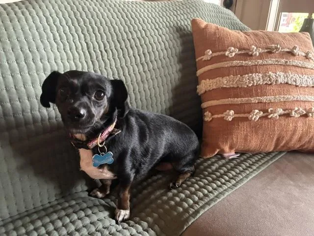 An adult small-sized female Chiweenie dog named Allie for adoption in Tulsa, OK