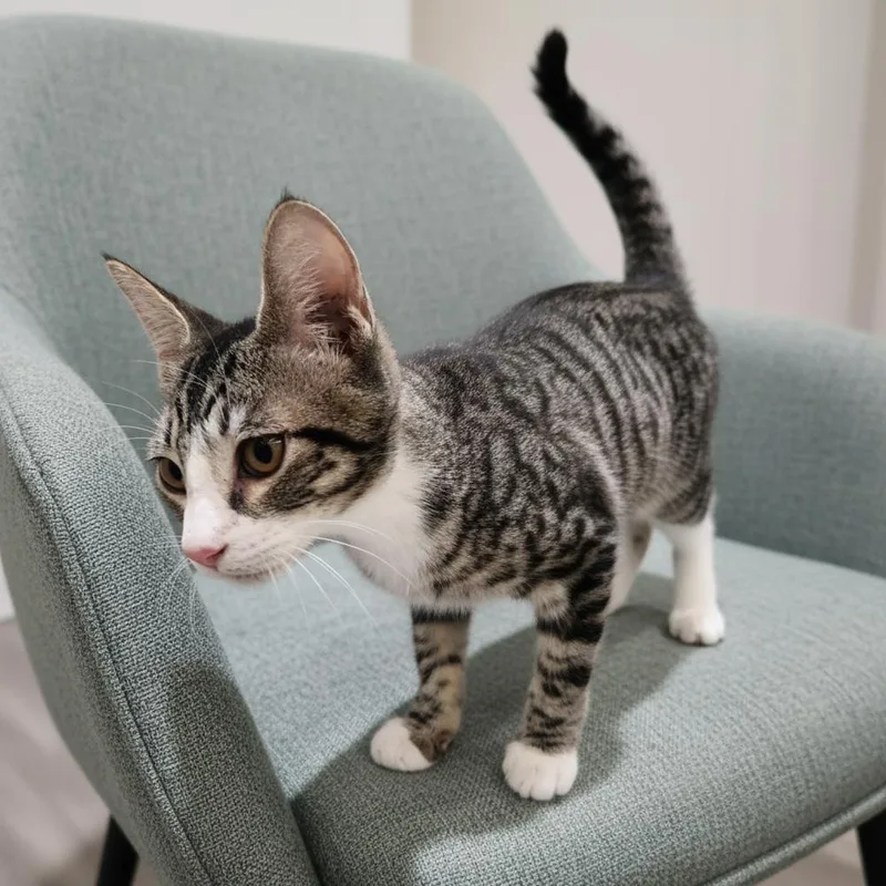 A baby small-sized male Domestic Short Hair cat named Fast Eddie for adoption in Dallas, TX