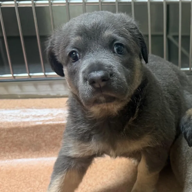 A baby small-sized female Yellow / Tan / Blond / Fawn Mixed Breed dog named Sadie for adoption in Springboro, OH