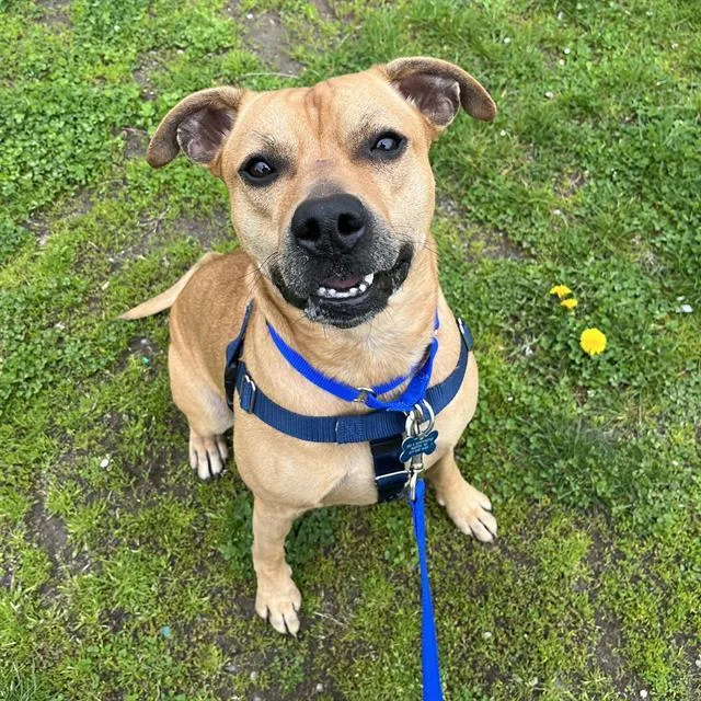 An adult large-sized male Pit Bull Terrier dog named Kiro for adoption in Boston, MA