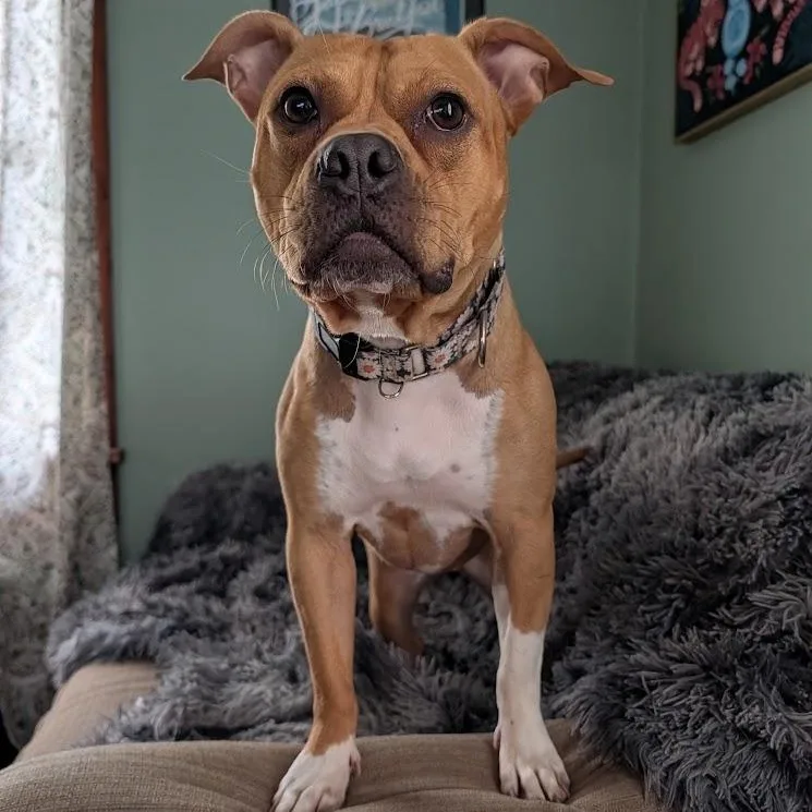 An adult medium-sized female Apricot / Beige Pit Bull Terrier dog named Hazelnut for adoption in Buffalo, NY