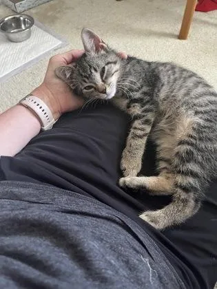 A baby small-sized male Domestic Short Hair cat named Biscotti for adoption in Fairfax, VA