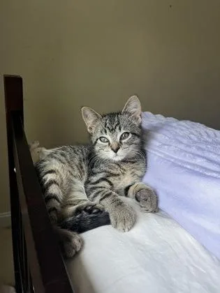 Biscotti thumbnail 3