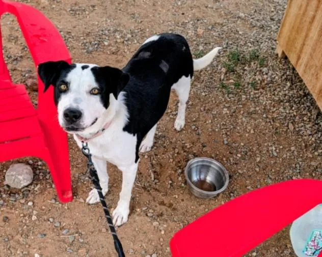 A young medium-sized female Mixed Breed dog named Storm for adoption in Santa Fe, NM